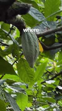 Ad 159809253